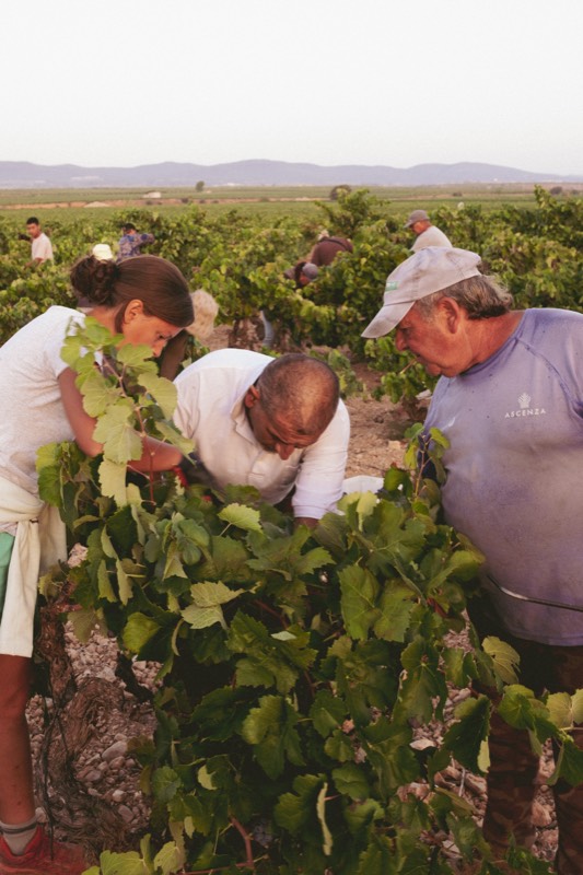 Ruta de vino en Guanajuato